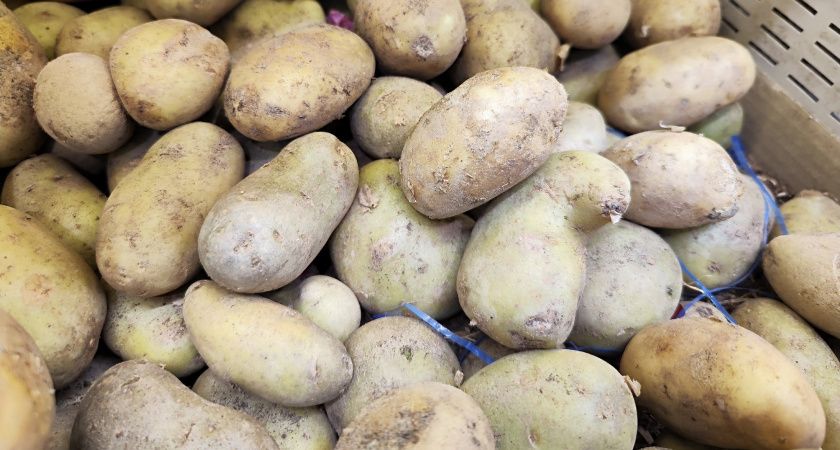 50 граммов в лунку — и картофель завалит урожаем: собираем по 2 ведра с куста — и проволочник в пролете
