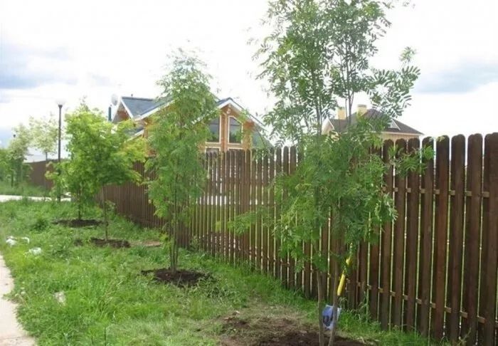 Соседский конфликт: что делать, если деревья растут слишком близко к вашему участку?