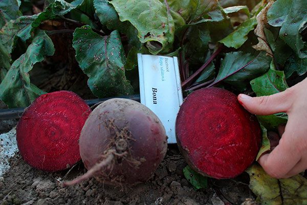 Свёкла Бона: как вырастить вкусные и здоровые корнеплоды без усилий