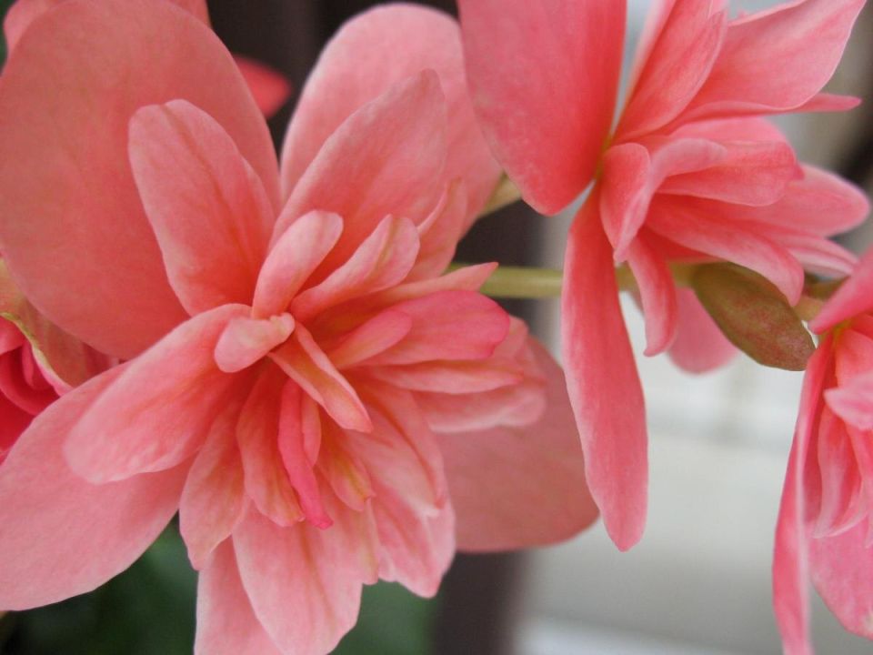 Три неприхотливых водных растения для уютного домашнего уюта