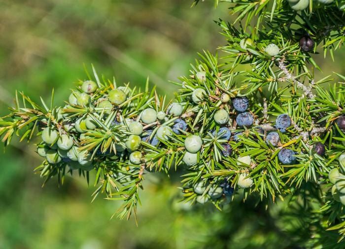 Секреты размножения можжевельника: как вырастить уникальные сорта в своем саду