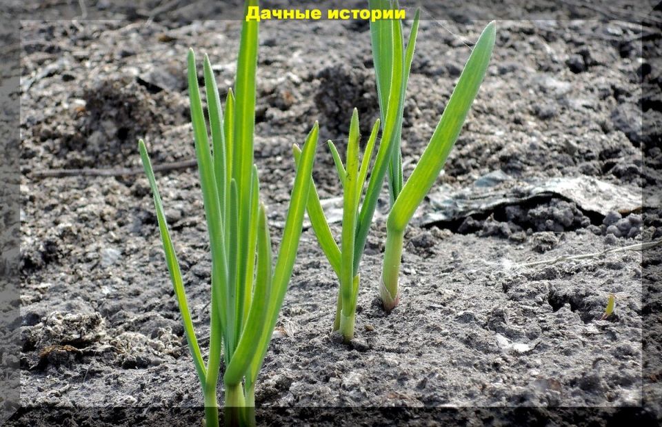 Как спасти чеснок, который проклюнулся раньше времени