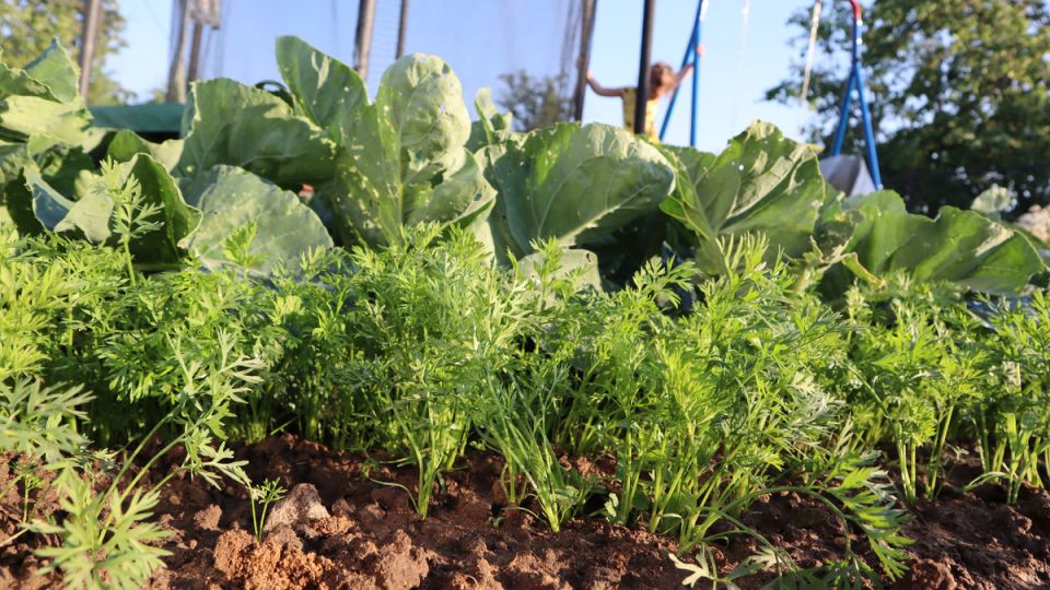 Секреты успешного урожая: уникальные советы по подкормке моркови