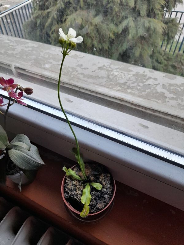 Как аккуратно ухаживать за венериной мухоловкой: секреты успешного цветения