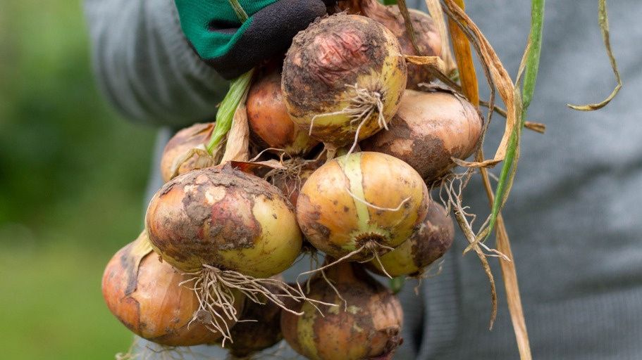 Как получить богатый урожай лука: секреты успешного роста даже из мелкого севка