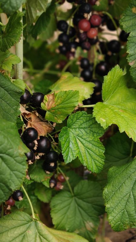 Летний уход за черной смородиной: как поддержать здоровье кустов после урожая