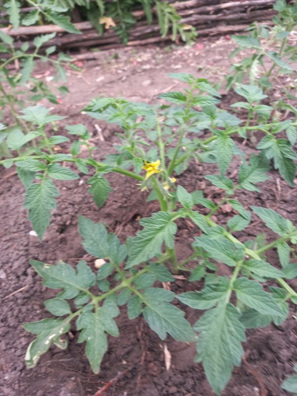 Почему нижние листья растений в вашем огороде желтеют и отпадают: основные причины и рекомендации