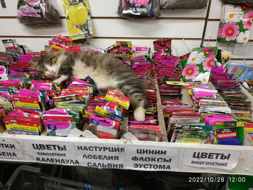 Сезон семян: пора запасаться, пока есть интересные предложения