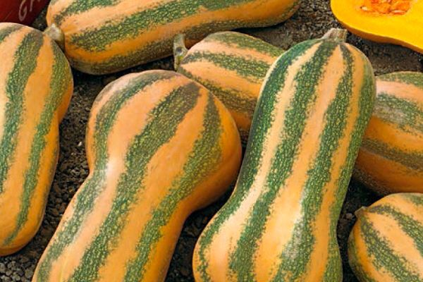 Тыква Барбара: секреты идеального урожая