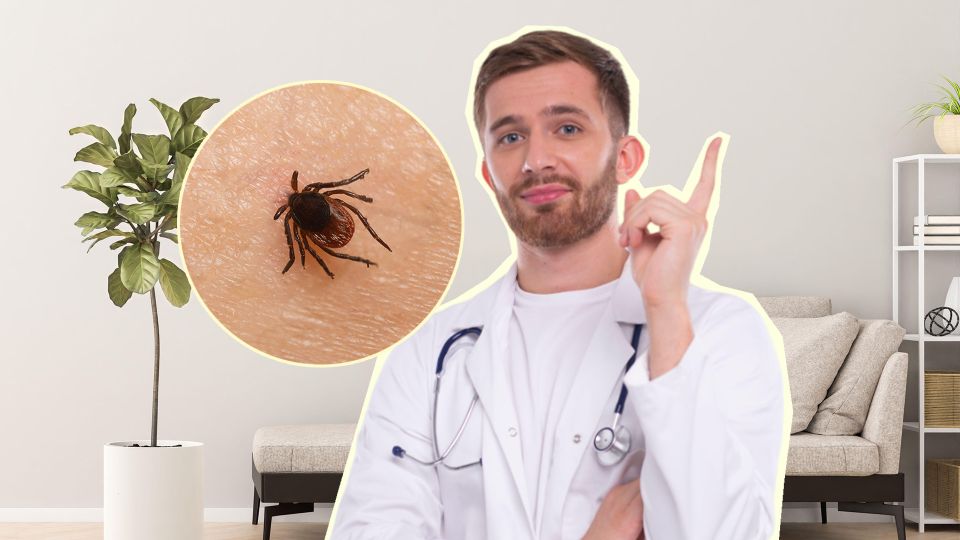 Сделайте это сразу же после укуса клеща: иначе грозят серьезные последствия