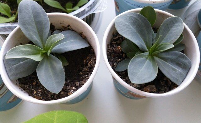 Причины sluggish роста рассады эустомы: как избежать распространенных ошибок