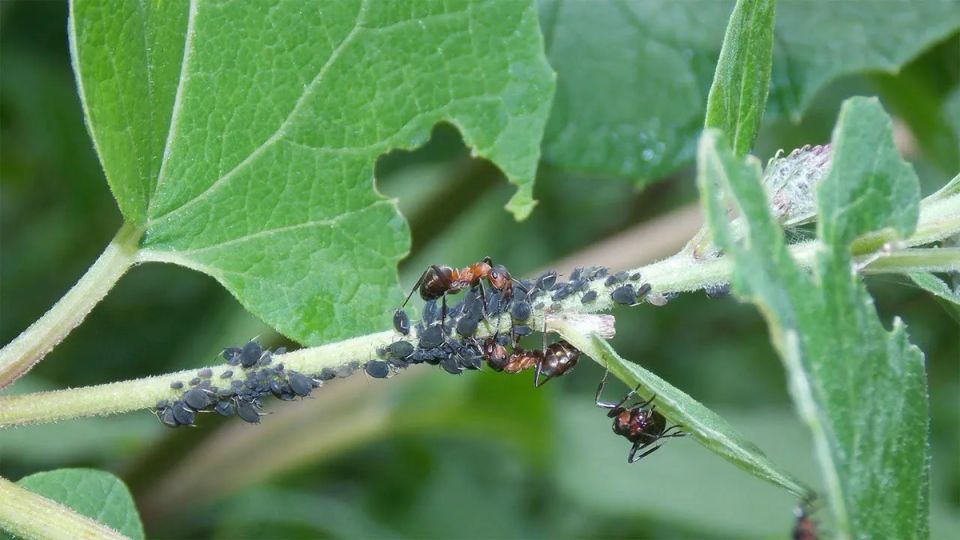 Как успешно справиться с тлей: эффективные советы и проверенные методы