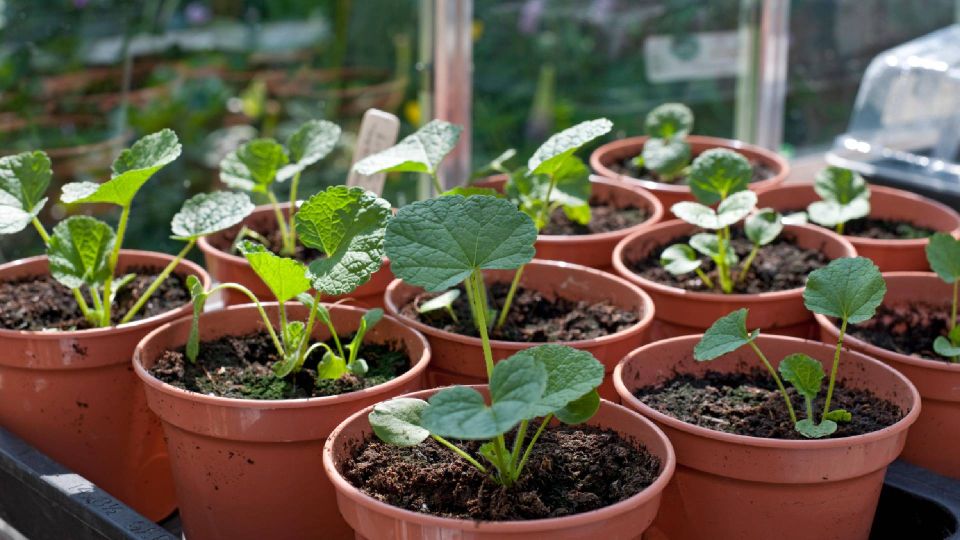 Виноваты старые семена: эта проблема с рассадой ставит в тупик даже опытных дачников