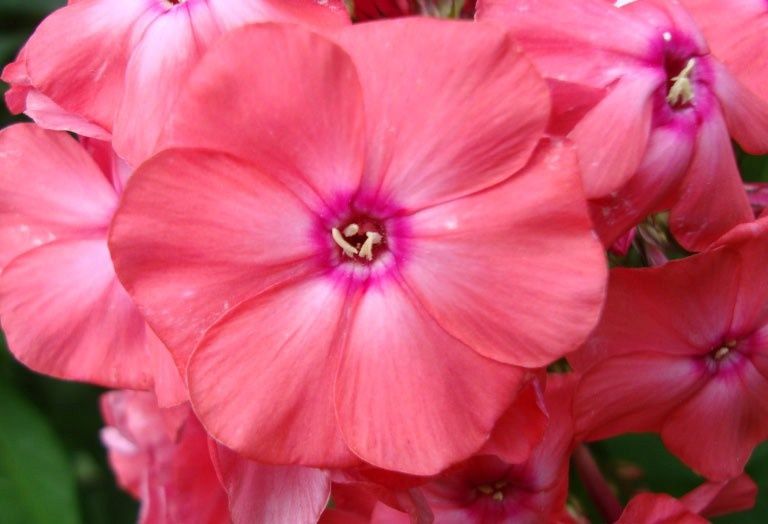 Июльское обогащение: три простых способа размножить флоксы и сделать сад ярче