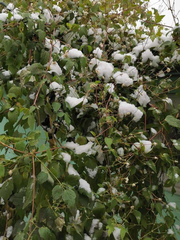 ��� �������� �������� ���������: ������ ��� ���������� � ����