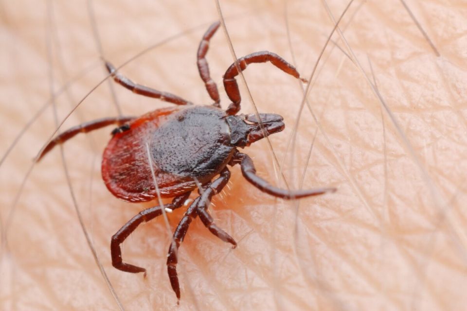 Как защититься от угрозы укусов клещей: важные советы по страхованию