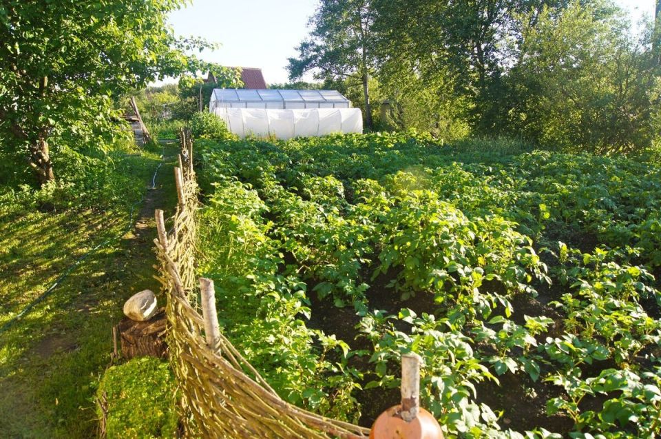 Как перетворить остатки картошки в вкуснейшее блюдо: секреты кулинара