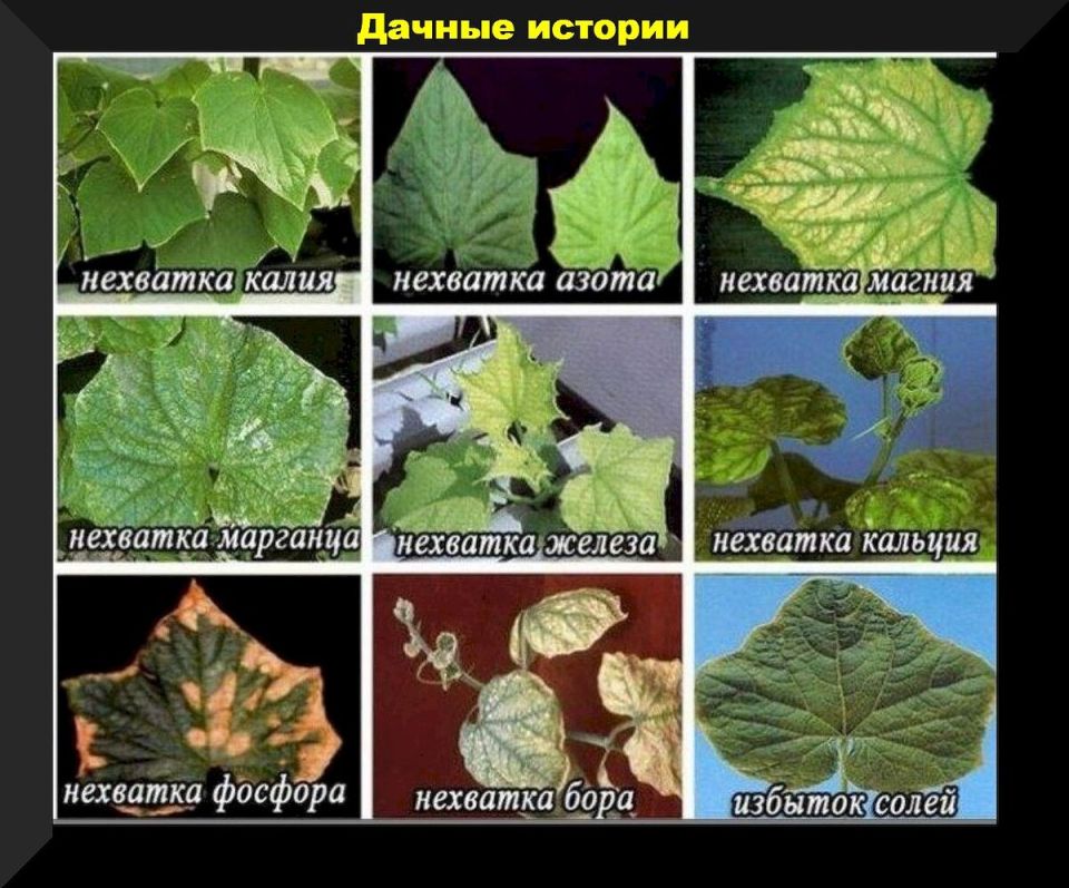 Успехи и проблемы огуречного сезона: советы для огородников