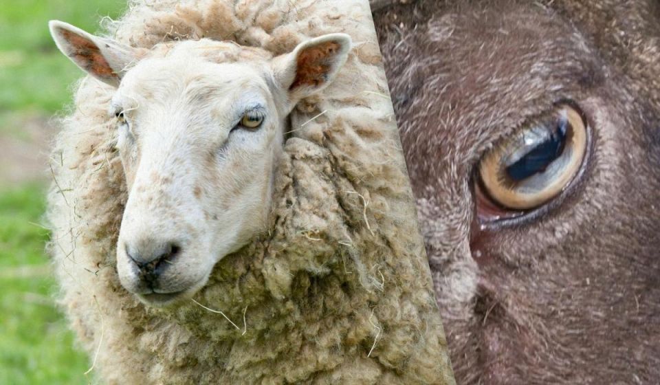 Почему у овец такие необычные зрачки: новый взгляд ученых на естественный отбор