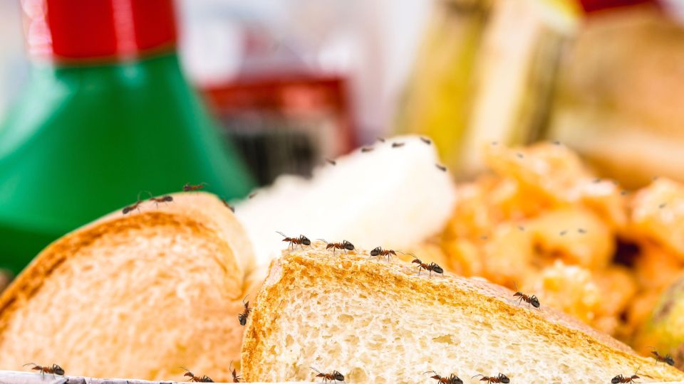 ���� �� ����� � �������: ��� ������� �������� �������� ������� �������� �� ����� ��������