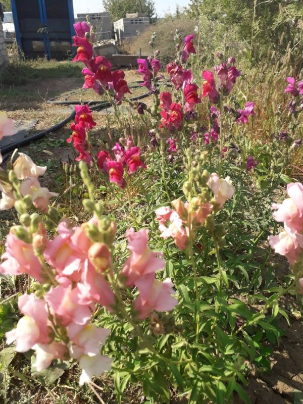 ����������� ����������: ��� ������� ��� ��������� ������� �������