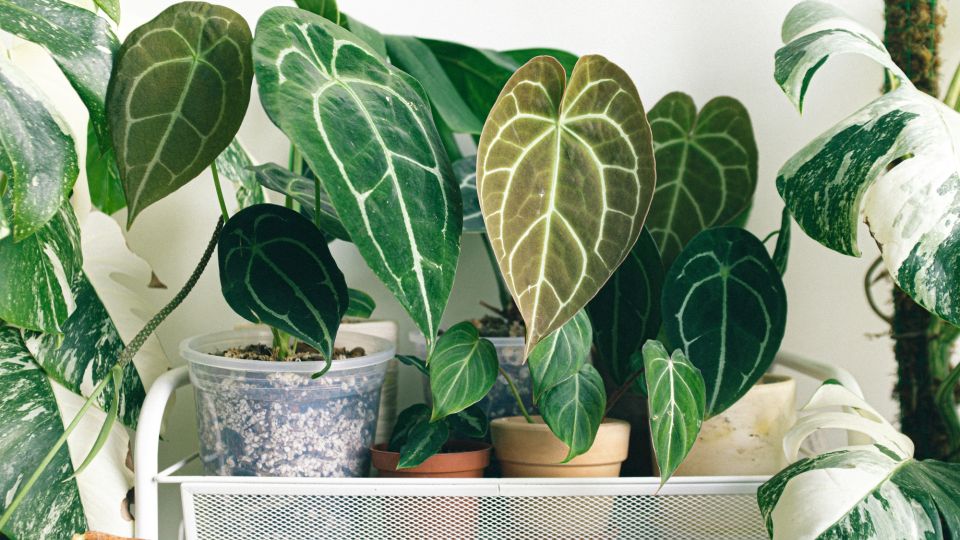 ��������� ��� �������� ����� ������: � ��� ������ � ������ ���� �������