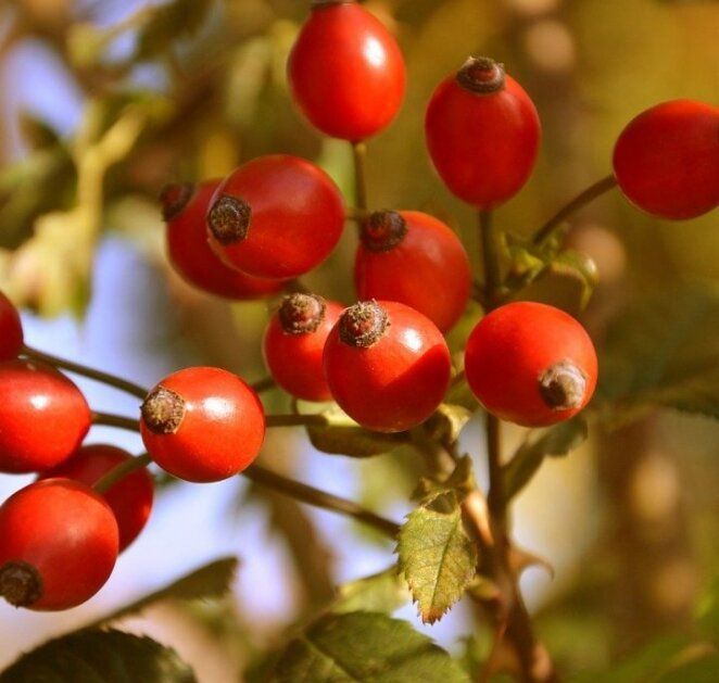 ����� ����������� ����������� ���������: ��� �������� ������� ��� �������� ���������