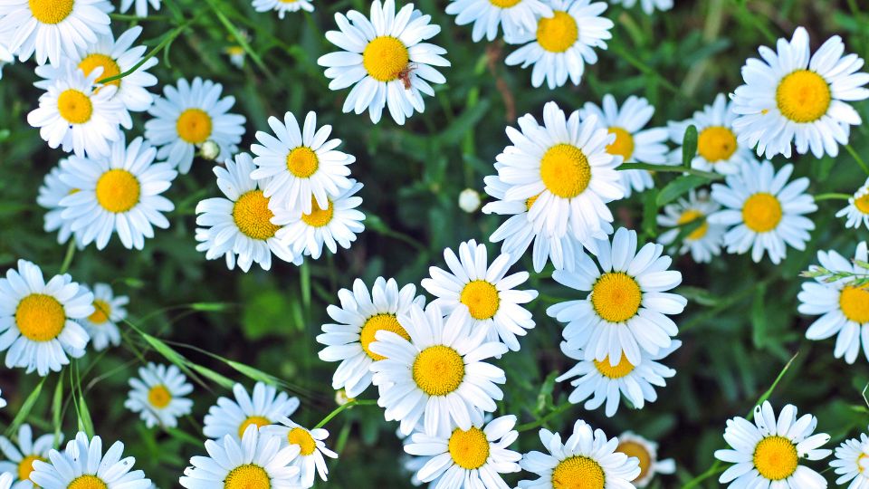 ������� ������� �� ����� �����