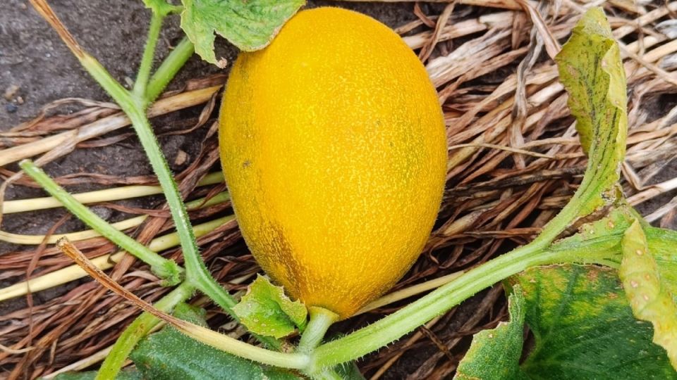 ����������� ����� ����� ����� �����