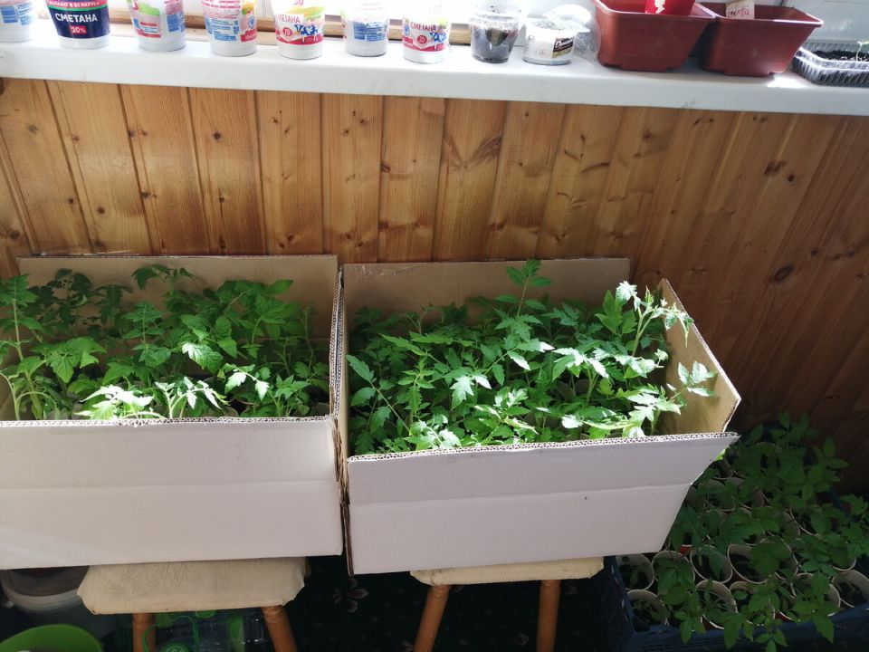 ��� ������� ��������� �������� �� ���: ��� ������, � ��� ���