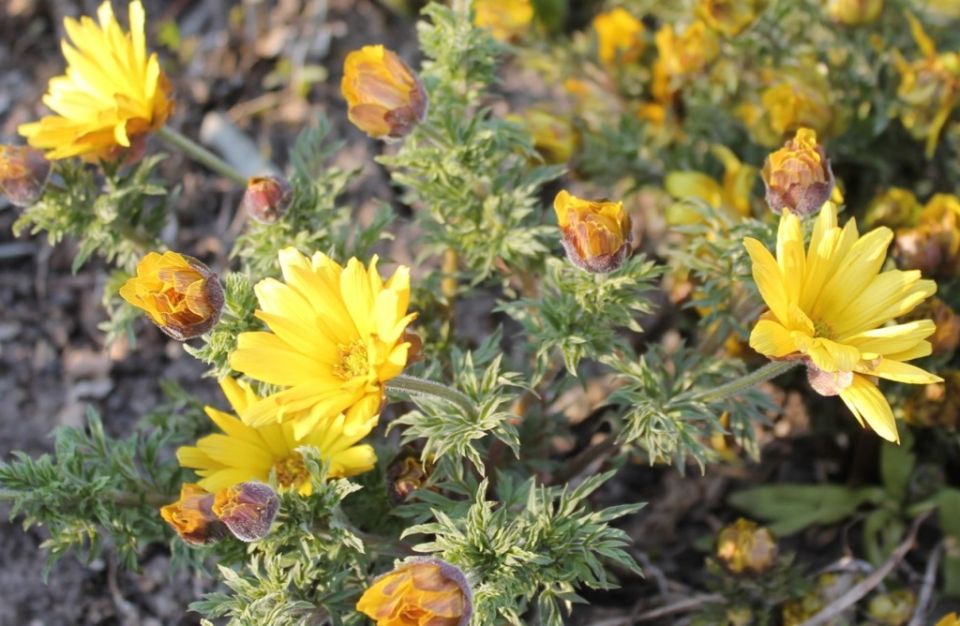 ������: ���������� ������ ����� � ����� ������� ���� ��� ������ ����