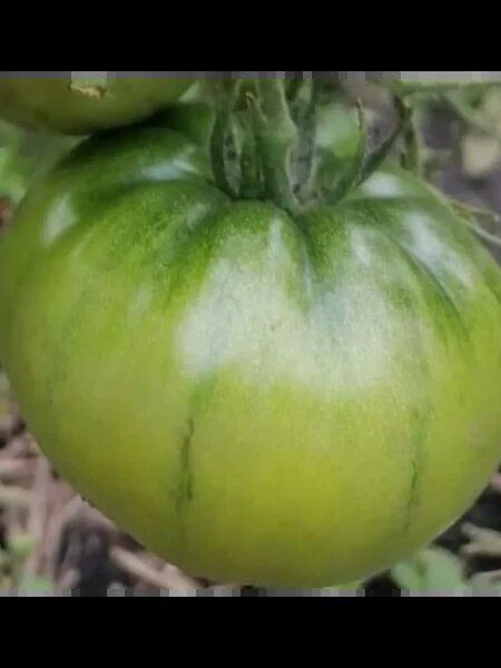 ���� ������: ������������ ���� ������� � ������� ������� � ������� ������