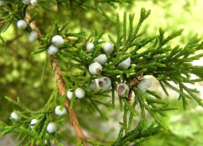 ������� �������� ������� ���: ��� ������� � ��������� �� ��������