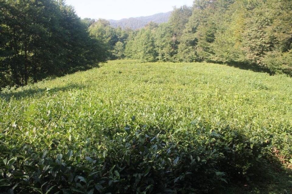 ��������� �������: ������������ ������ ��������