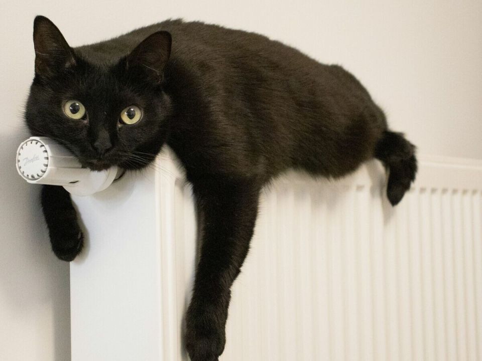 Госдума вводит новые меры по контролю за содержанием домашних животных