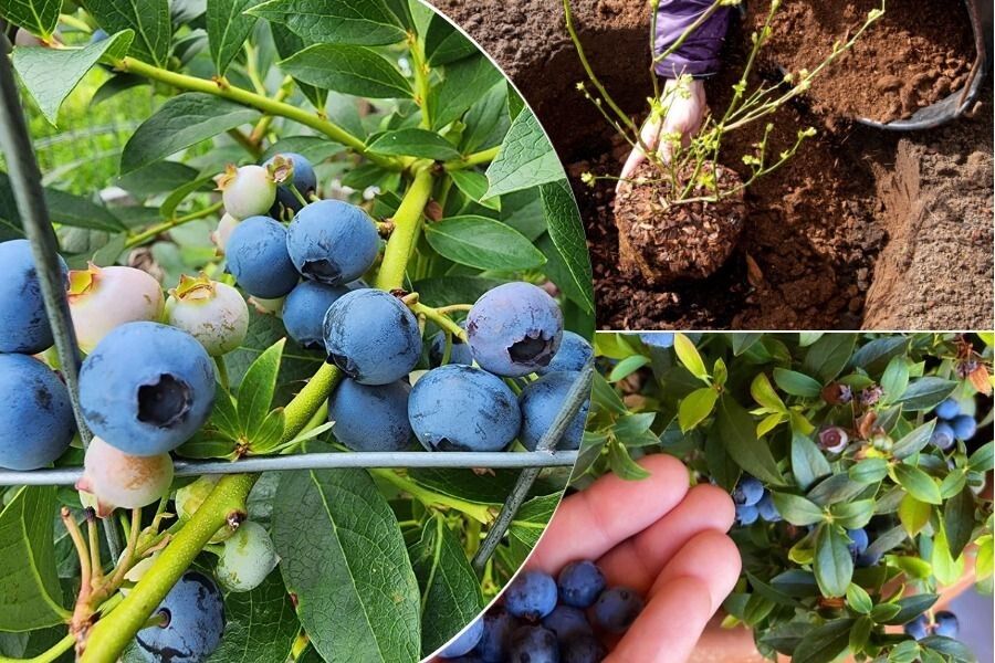 Тайны посадки голубики: секреты идеальной ямы и важность кислотности