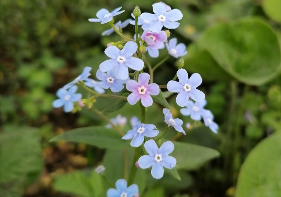 Тайны бруннеры: как ухаживать и какие сорта выбрать для весеннего цветения