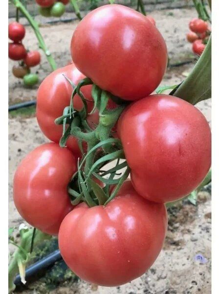 ����� �����: ������ ����� ��� ������� � �����������