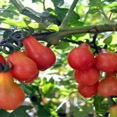 ����� ������ ����������: ���������� ����� ��� ����������� � ������� ������