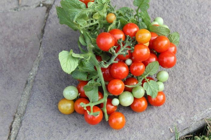 ����� ��������� ������ ��������� � ������: ������������ � ����� ����