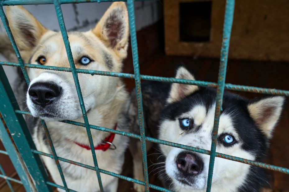 ���������� � �������� ����: ����� ������ �������� �� ����������� ��������