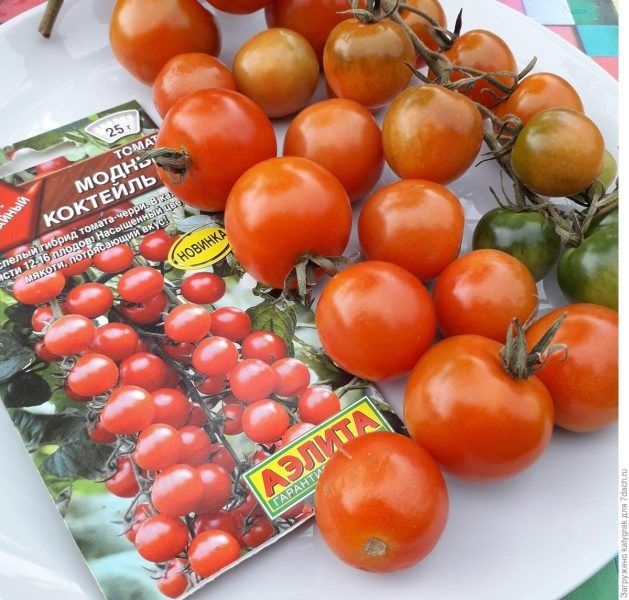 Модный коктейль из помидоров: компактные плоды на высоком кусте и универсальность использования