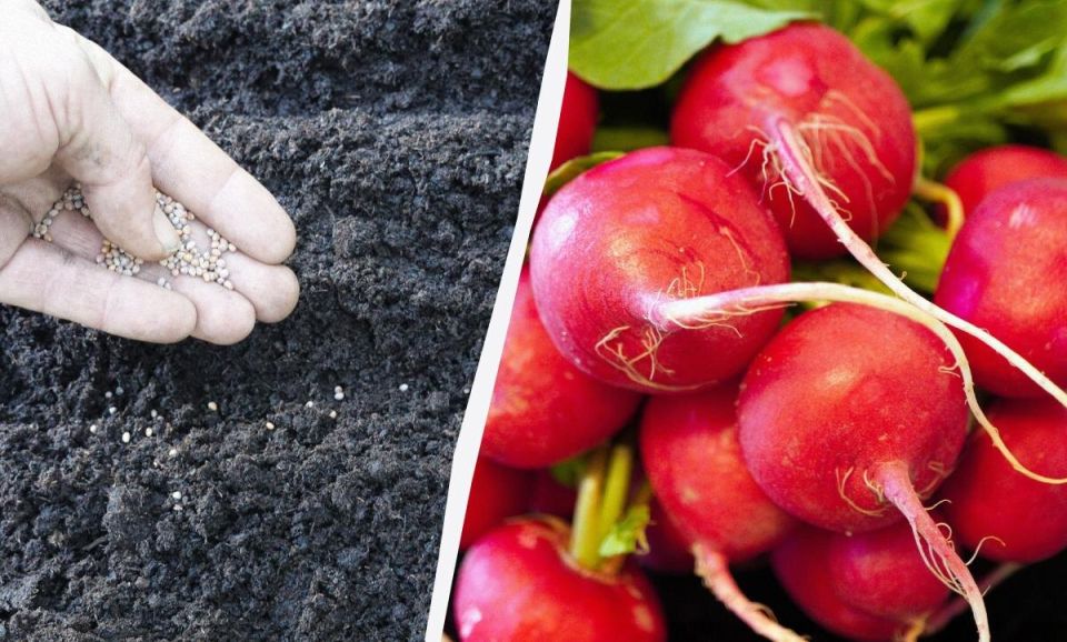 ��������� ����������� �� ������ ������ ��� ����: ����� � ��� ��� ������ ������