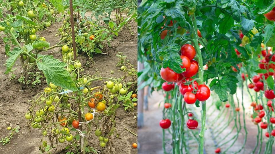 Томаты без химии: простая пропорция 3 к 1 для живого урожая