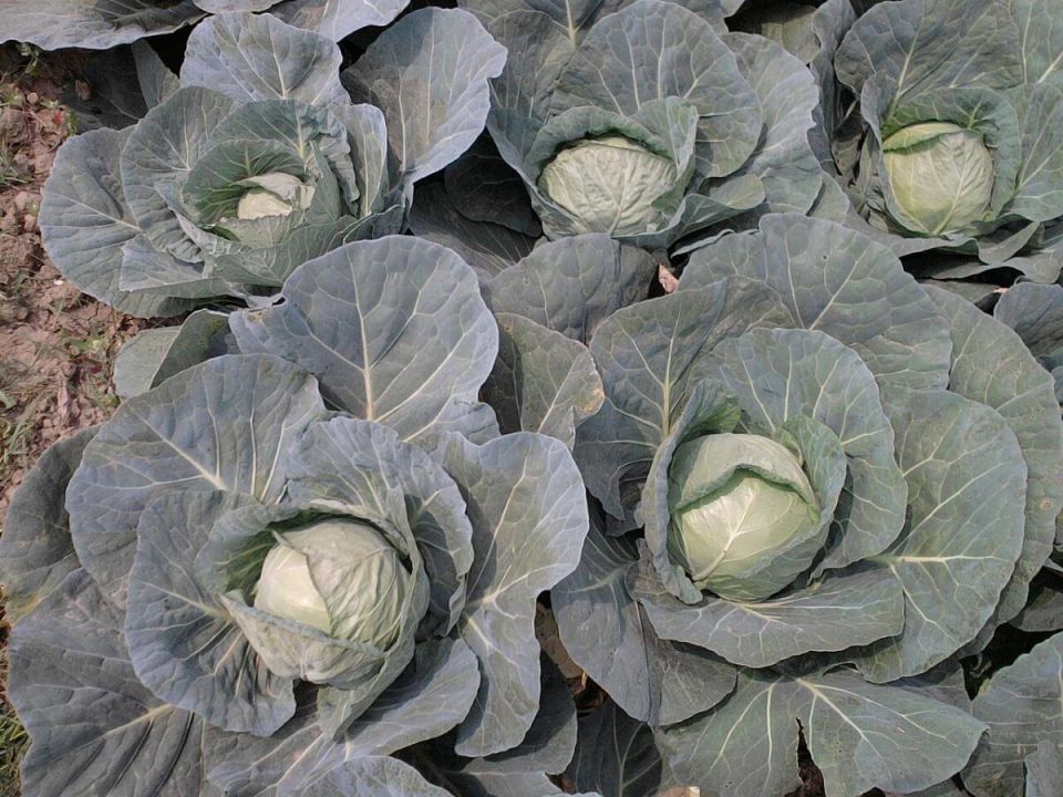 Как защитить капусту без химии: простые домашние приемы