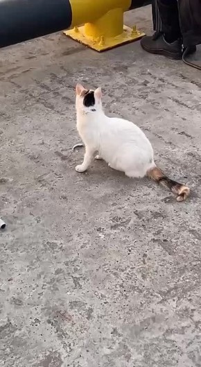   ,    -  ,    ,   