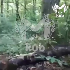 Kub Mash .         