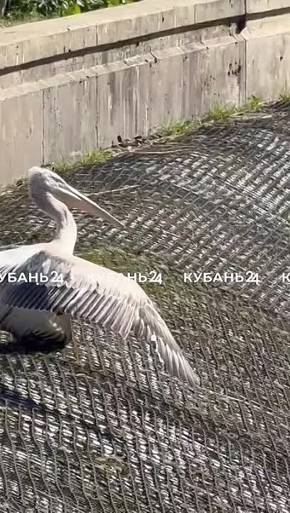        1 000    