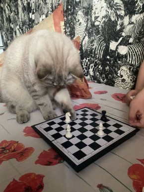  , !.  +17 