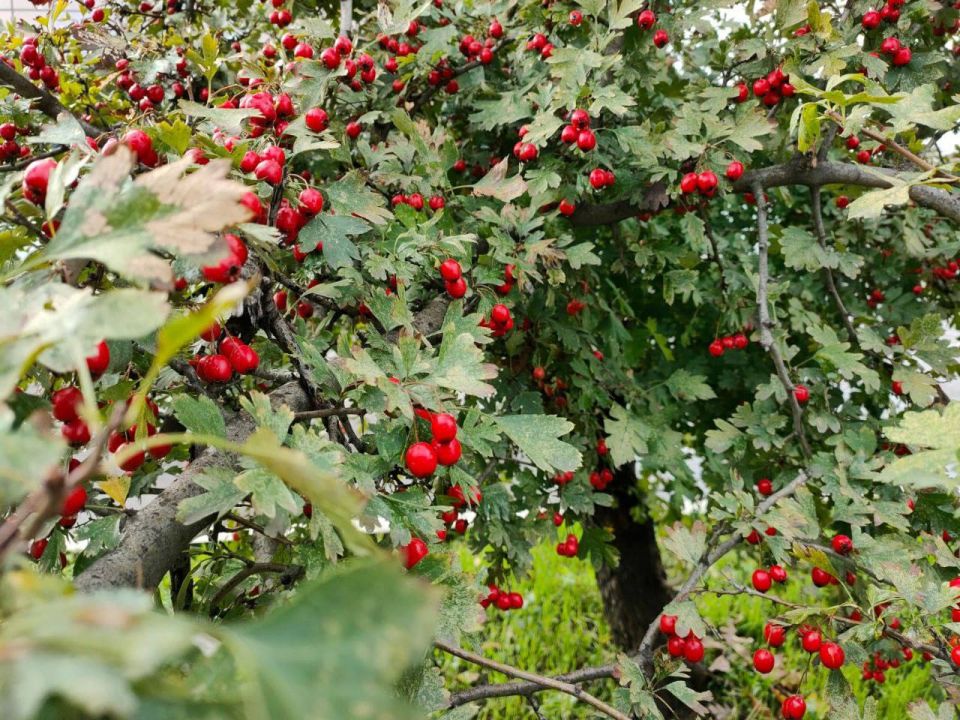 О погоде на 21 октября. В Краснодарском крае облачно с прояснениями